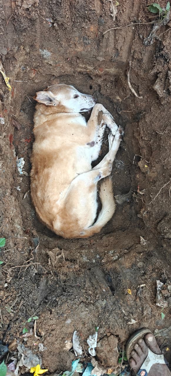 dog & cat funeral services bengaluru